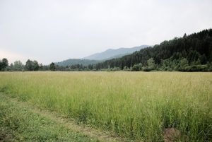 Un terrain verdoyant pour un cadre naturel.
